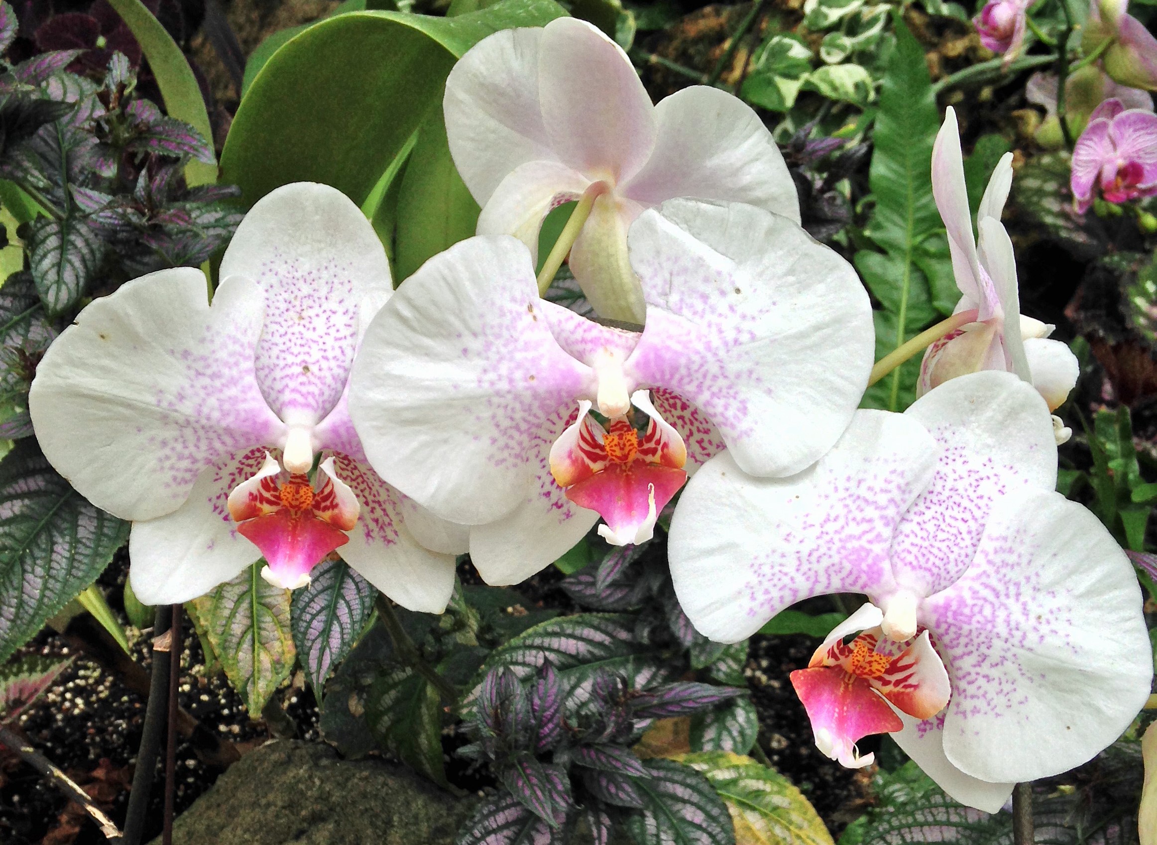 orchids